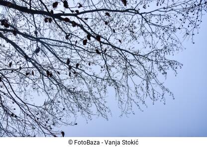 Šuma u magli Magla u šumi. Siluete drveća i grana u gustoj magli.