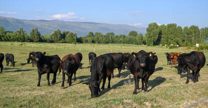 Krave pasu travu na polju. Farma. Krave pasu travu na polju. Farma. Crne krave pasu na livadi. Krave na pašnjaku. Aberdeen Angusa.