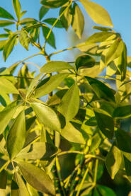Schefflera leucantha - Šeflera Biljka obasjana zlatnom niti u zlatnom satu
