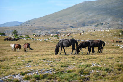 Divlji konji u Livnu, BiH. Grupa divljih konja pase travu na planini. Slobodni konji u prirodi. Livanjski divlji konji.