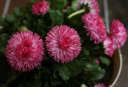 Roze bela hrizantema Roze beli cvetovi u saksiji, zeleni listovi, prolece
