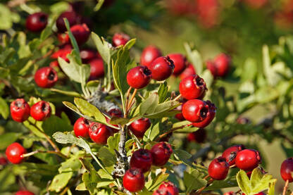 Glog (lat. Crataegus) je rod trnovitog grmlja ili malog drveća iz porodice ruža.