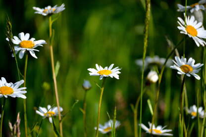 Margaret flowers in the meadow on a sunny summer day Margareta (Bijela rada) cvjeta na livadi po sunčanom ljetnom danu