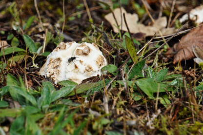 Blagva je u ranoj mladosti obavijena u debeo, mesnat bijeli ovoj. Blagva je  jestiva gljiva.