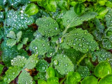 Jutro poslje kiše i trava prekrivena kapljicama kiše.