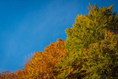 Autumn Forest with Leafs Changing Colour Jesenja šuma s lišćem koje mijenja boju