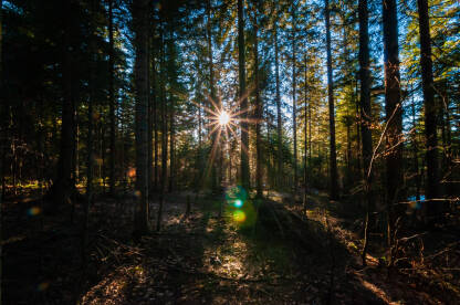 Sunce kroz grane, zimska idila
