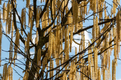 Lijeskine rese u proljeće