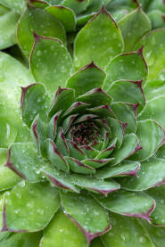 Prema drevnom vjerovanju, čuvarkuća štiti kuću i obitelj od požara, bolesti, zlih sila. Zato je i prozvana čuvarkućom. naziv Sempervivum znači “uvijek živuća”.