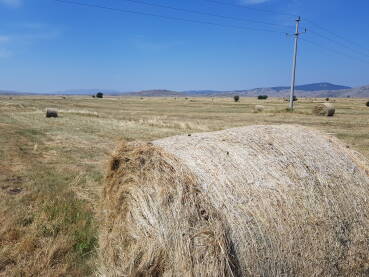 Bale sijena u polju Pokošena trava balirana u velike bale sijena; mašinsko košenje trave i rolo baliranje sijena;