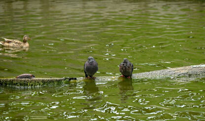 Golubovi sjede na drvetu na površini vode. Ptice u parku.