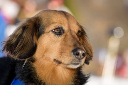 pas čovjekov najbolji prijatelj