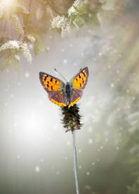 Leptir Makro fotografija leptira
