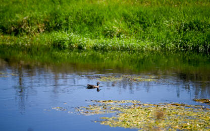Divlja patka pliva na vodi. Divlja patka na rijeci.