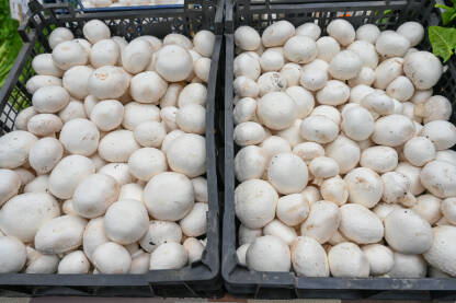Šampinjoni Svježe gljive za prodaju na pijaci. Kutije pune gljiva u trgovini. Šampinjoni na štandu u prodavnici. Agaricus bisporus. Pečurke.