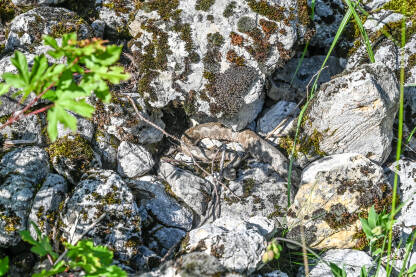Poskok u šumi. Zmija na kamenju. Poskok u šumi. Zmija kamuflirana na kamenju. Poskok je najotrovnija zmija u Evropi. Vipera ammodytes.
