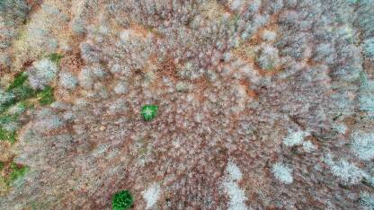 Prizori šume sa i oko planine Bitovinje.