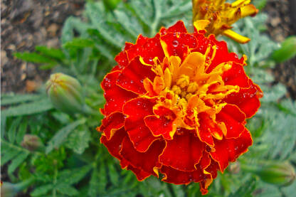 Veliki prelijepi cvijet kadife sa kapljicama kiše