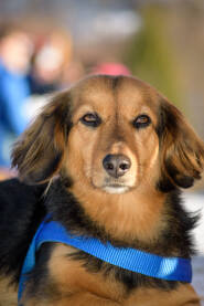 čovjekov najbolji prijatelj