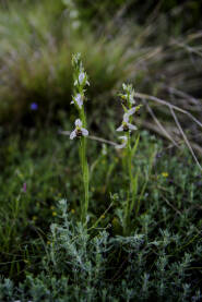 Endemska orhideja iz roda kokica ili pčelica (Ophrys) Endemska orhideja iz roda kokica ili pčelica (Ophrys)