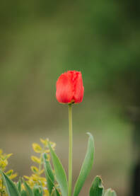 Tulipani Cvijece tulipani,Holandski tulipani.