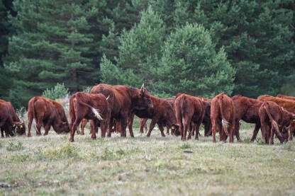 Stado krava pase na planini. Grupa smeđih krava pase travu na livadi.