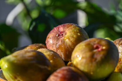 Zdjela puna svježih smokvi. Zrele smokve spremne za jelo. Domaće sočne smokve.
