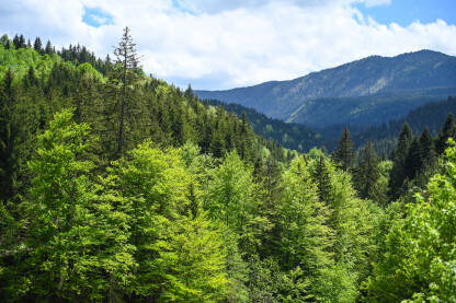 Listopadna i zimzelena šuma Prelijepa šuma u proljeće. Listopadna i zimzelena šuma. Drveće raste u prirodi. Planina Vlašić, BiH.
