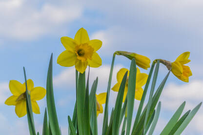 narcissus flower under blue sky horizontal Cvijet narcis ispod plavog neba -Horizontalno