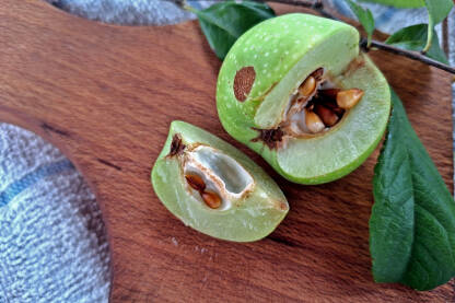 Japanska dunja (lat. Chaenomeles japonica) na kuhinjskoj dasci. Plod je oblika omanje zlatno žute jabuke, te je jestiv, no vrlo je tvrd i trpak.