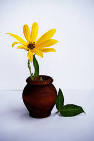 Žuti cvijet u vazi. Dekoracija na bijeloj podlozi.