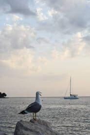 untitled-11-3 Galeb i barka, Rovinj.