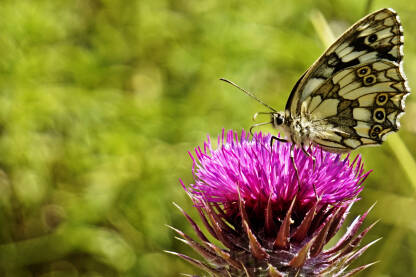 Leptir na cvijetu čička.