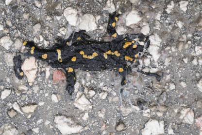 Daždevnjak je pregažen na mokrom asfaltu.