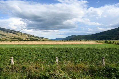 Glamočko polje. Krompir i žito. Glamočko polje, BiH. Usjevi krompira i žitarica u polju ljeti.