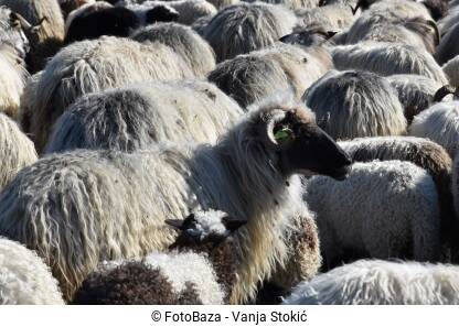 Stado ovaca Ovan stoji usred stada ovaca.