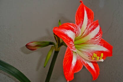 Cvijet Amarilisa. Amarilis (lat. Amaryllis nittata) je lukovičasta biljka porijeklom iz Južne Amerike.