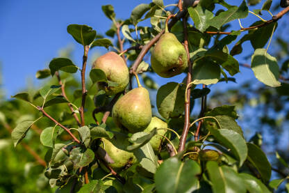 Kruške rastu na drvetu u voćnjaku. Zrele kruške spremne za berbu. Voćarstvo.