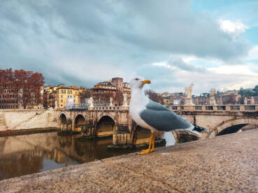 Galeb i Ponte Sant’Angelo u Rimu Galeb stoji na zidu s pogledom na rijeku Tibar i čuveni Ponte Sant’Angelo u Rimu, dok se u pozadini prostiru istorijske građevine i skulpture na mostu, stvarajući klasičnu rimsku atmosferu.