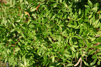 Mediteransko bilje. Grm Mediteransko bilje. Grmlje u prirodi.