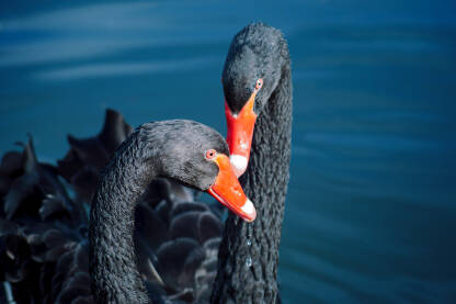 Dva crna labuda sa crvenim kljunovima na u jezeru.