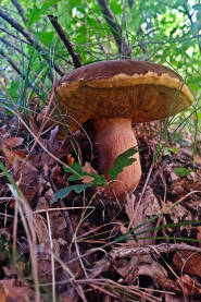 Vrganj u šumi. Jestiva gljiva u divljoj šumi.