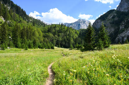 Planine Maglić i Volujak Zelena livada, šuma i planinski vrh u daljini. Planine Maglić i Volujak, Crna Gora.