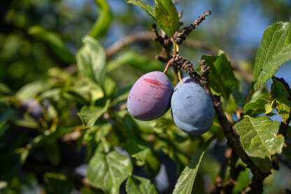 Šljive rastu na drvetu u voćnjaku. Zrele šljive spremne za berbu. Voćarstvo.