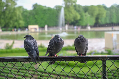 Golubovi na kiši. Pokisle ptice. Kiša pada u parku.