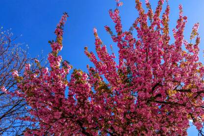 Procvjetala japanska trešnja. Roze behar na stablu japanske trešnje.