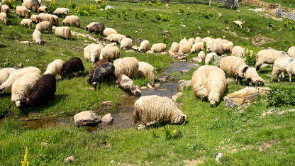 Stado ovaca na ispaši u planini Stado ovaca na ispaši u planini.