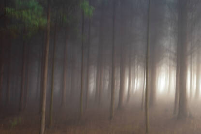 Gusta šuma Gusta jelova šuma u magli sa svjetlom koje se probija sa strane. Atmosfera, misterija, zamućeni oblici, duža ekspozicija.