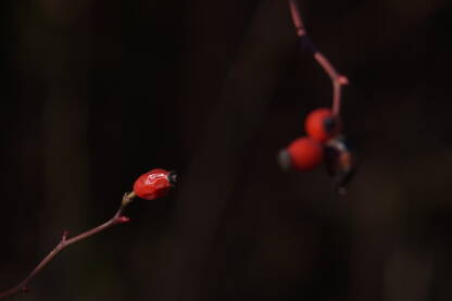 Šipurak Na fotografiji se nalaze plodovi šipurka. Sa lijeve strane se nalazi plod koji je u fokusu dok je sa desne strane zamućen.