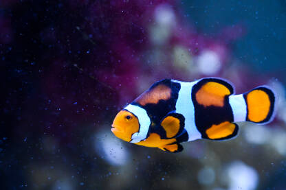 Riba klaun ili Ocellaris Clownfish pliva u u akvariju. Riba klaun ili Ocellaris Clownfish pliva u u akvariju. Šarene tropske ribe u moru.